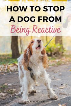 a dog standing on top of a dirt road with the words how to stop a dog from being reactive