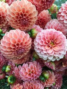 a bunch of pink flowers that are in the grass