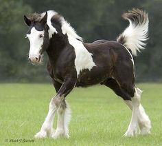 a black and white horse standing on top of a lush green field with trees in the background