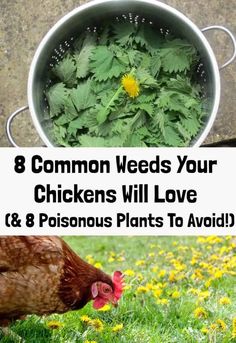 chickens and plants in a pot with the words 8 common weeds your chickens will love