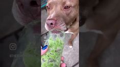 a brown dog holding a cup filled with lettuce