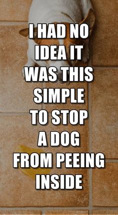 a dog sitting on top of a tiled floor next to an orange slice with the words i had no idea it was this simple to stop a dog from peeing inside