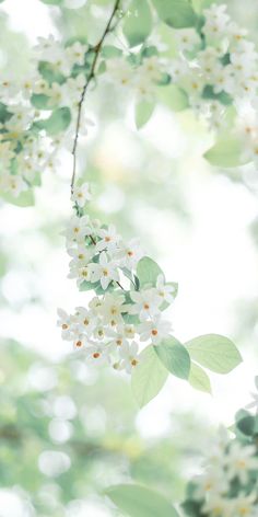 some white flowers and green leaves on a tree