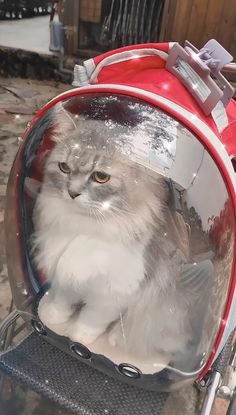 a cat sitting in the back of a red backpack