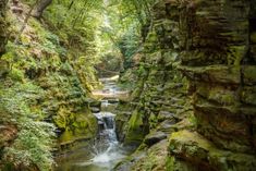 a river running through a lush green forest filled with lots of rocks and greenery