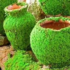 moss covered pots sitting on top of rocks