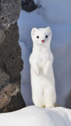 a small white animal standing on its hind legs in the snow near some rocks and snow