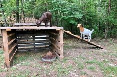 two goats standing on top of a wooden structure