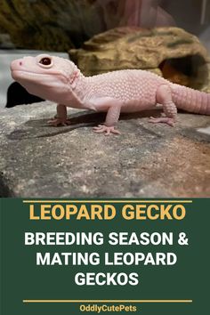 a white gecko sitting on top of a rock next to a river with text reading leopard gecko breeding season & mating leopard geckos