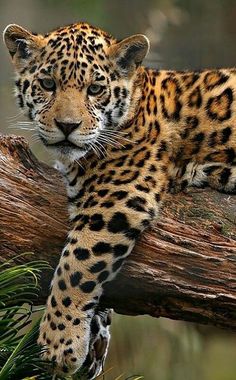 a large leopard laying on top of a tree branch