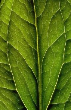 a close up view of a green leaf