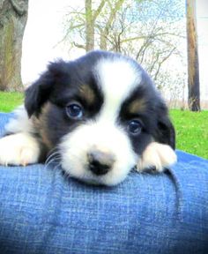 a black and white puppy laying on top of a blue pillow