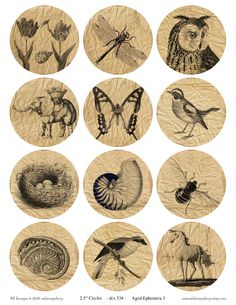 an image of birds and insects on paper