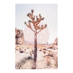 a joshua tree in the middle of desert with text overlay that reads joshua tree