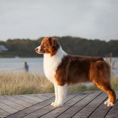 a brown and white dog standing on top of a wooden deck next to a body of water