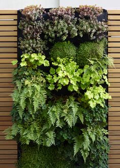 a vertical garden wall with plants growing on it