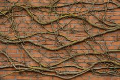 vines growing on the side of a brick wall in front of a red brick building