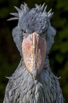 a close up of a bird with very long hair and an odd look on it's face