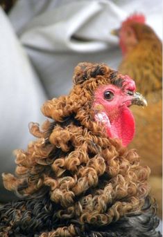 two chickens with curly hair standing next to each other