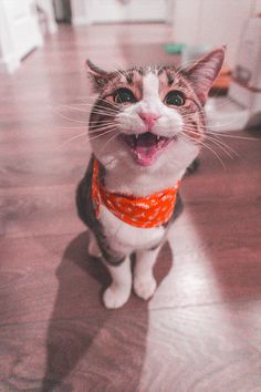 a cat sitting on the floor with its mouth open and it's tongue out