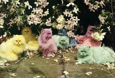 four different colored cats are sitting in front of some flowers and plants on the ground