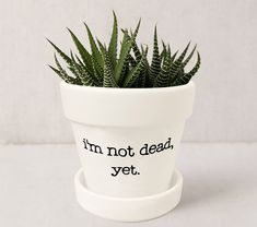 a potted plant with the words ew david printed on it