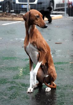 a brown and white dog standing on its hind legs in the middle of an open parking lot