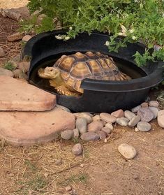 a tortoise is sitting in a bowl on the ground next to some rocks