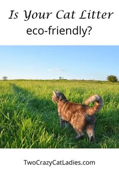 a cat standing on top of a lush green field next to the words is your cat litter eco - friendly?