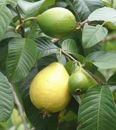 some green fruit hanging from a tree with leaves