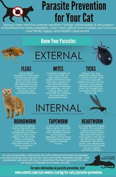 a poster with different types of bugs and other insects on it's back side