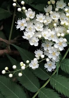 white flowers with green leaves in the background