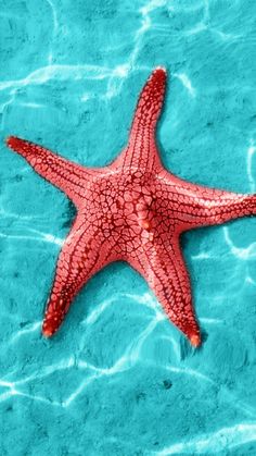 a red starfish in the blue water