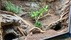 an aquarium with rocks and plants in it