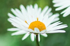 a close up view of a white and yellow flower with blurry backround