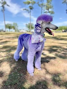 a purple poodle is standing in the grass with its mouth open and it's tongue out