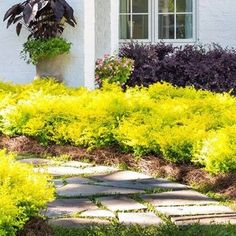 a white house with yellow flowers in the front yard