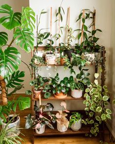 a room filled with lots of green plants and potted plants on top of shelves