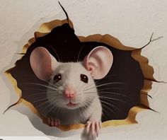 a rat looking through a hole in the wall