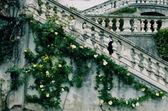 stairs with vines and flowers growing on them