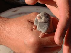 a small bird sitting on top of someone's hand next to a white plate