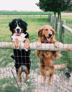 two dogs are standing behind a fence with their paws on the top of each other