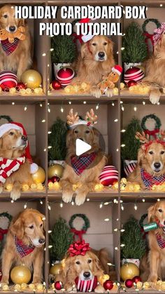 a collage of photos with dogs wearing christmas hats and scarves on their heads