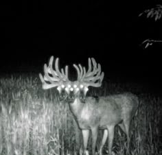 a deer standing in the middle of a field at night