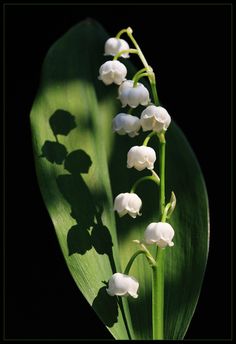 Lily Of The Valley Flowers, Valley Flowers, Hello May, Lily Of The Valley, Chrysanthemum, Anemone