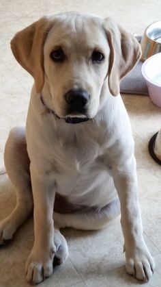 a white dog sitting on the floor next to a bowl