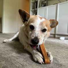 a brown and white dog holding a bone in its mouth while laying on the floor