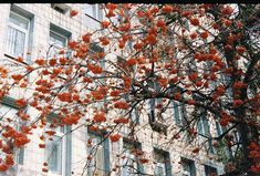 a tree with red flowers in front of a building