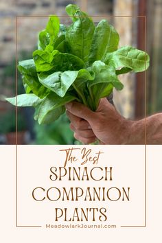 spinach companion plants Companion Plants For Spinach, Spinach Companion Plants, Carrot Companion Plants, Propagate Basil, Spinach Benefits, Nitrogen Fixation, Edible Landscape