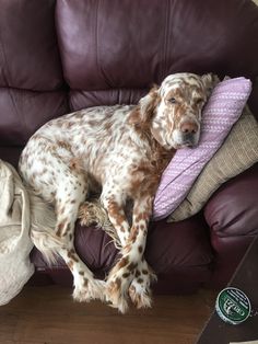 a brown and white dog laying on top of a purple couch next to a pillow